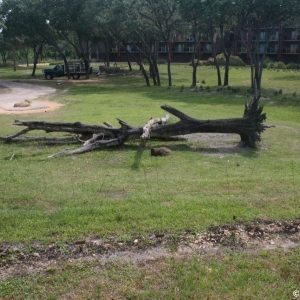 Animal_Kingdom_Lodge_104