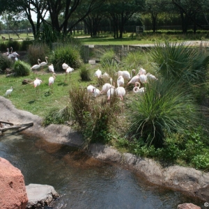 Media 'Animal_Kingdom_Lodge_121' in category 'Savanna'