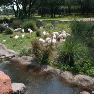 Animal_Kingdom_Lodge_121