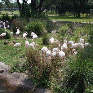 Animal_Kingdom_Lodge_122