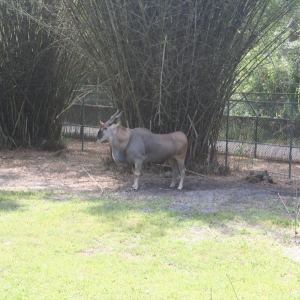 Animal_Kingdom_Lodge_125