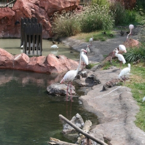 Animal_Kingdom_Lodge_126