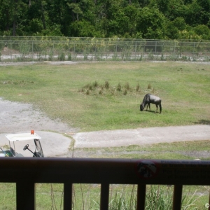 Animal_Kingdom_Lodge_88