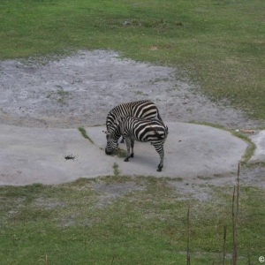 Animal_Kingdom_Lodge_90