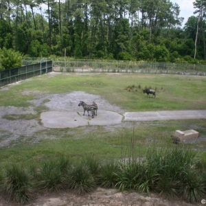 Animal_Kingdom_Lodge_91