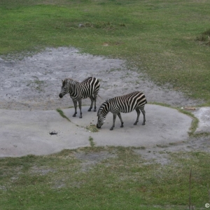 Animal_Kingdom_Lodge_92