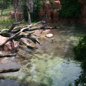 Animal_Kingdom_Lodge_97