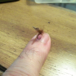 A Fly