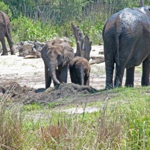 Mother_and_Baby_Animal