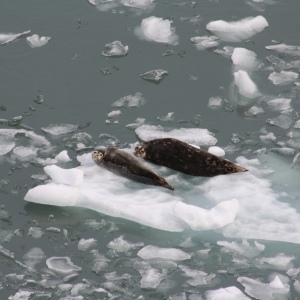 Tracy Arm Harbor Seals