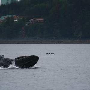 Juneau whale watching excursion - mother feeding calf