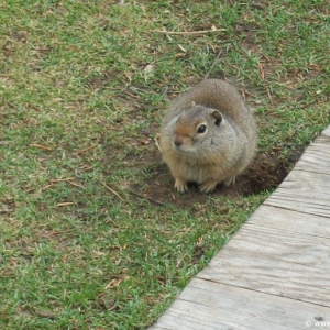 Jackson-Wyoming-016