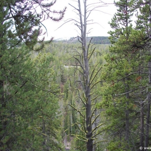 1-Yellowstone-Upper-Falls-004