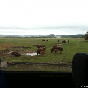 3-Yellowstone-Bison-002