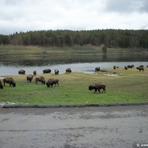 3-Yellowstone-Bison-003