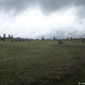3-Yellowstone-Bison-004