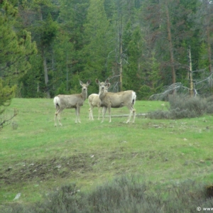 Brooks-Lake-Lodge-018