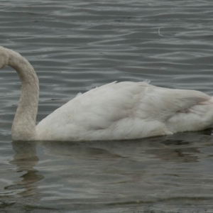 DSC_0095a