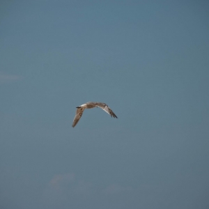 Bird_in_flight_4