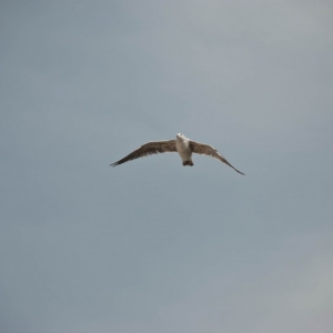 Bird_in_flight_5