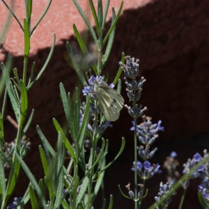 Insect