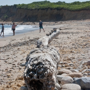 driftwood