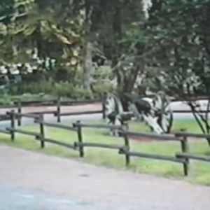cannon1