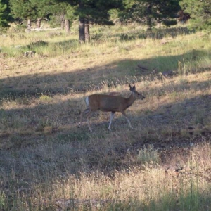 Flaming Gorge