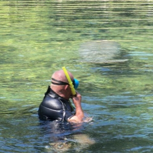 Manatee Springs