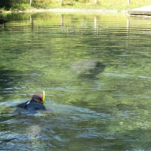 Manatee Springs