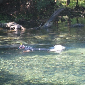 Manatee Springs