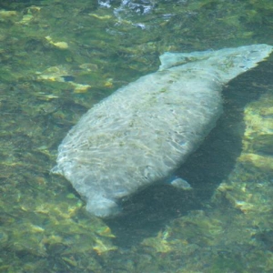 Manatee Springs
