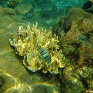 Media 'Rainbow-Reef-23' in category 'Aulani Rainbow Reef'