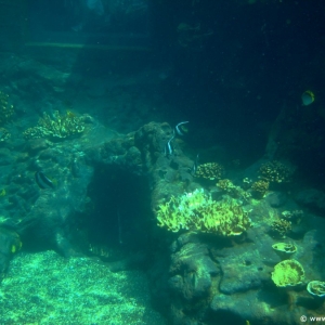 Media 'Rainbow-Reef-25' in category 'Aulani Rainbow Reef'