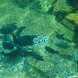 Rainbow-Reef-39