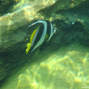 Media 'Rainbow-Reef-44' in category 'Aulani Rainbow Reef'