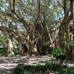 Banyan Tree