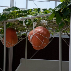 Giant_pumpkin