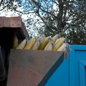 corn