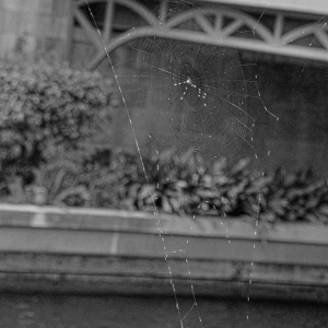 spider_web