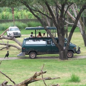 sunset safari vehicle