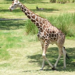 this guy liked to hang out by our room