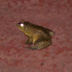 giant frog!!!