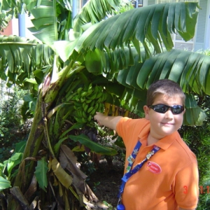 The Banana Tree