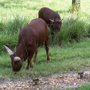 Animal Fencing at AKL