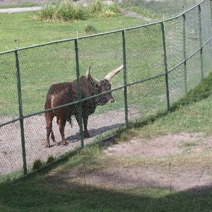 Savana fence at AKL