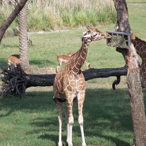 Giraffe Feeding