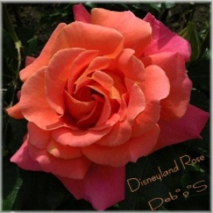 Disneyland Rose