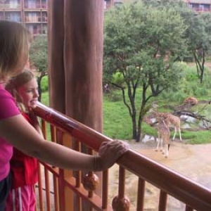 Girafes!
