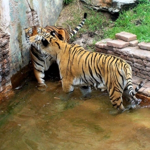 Maharajah Jungle Trek-Tiger Pool